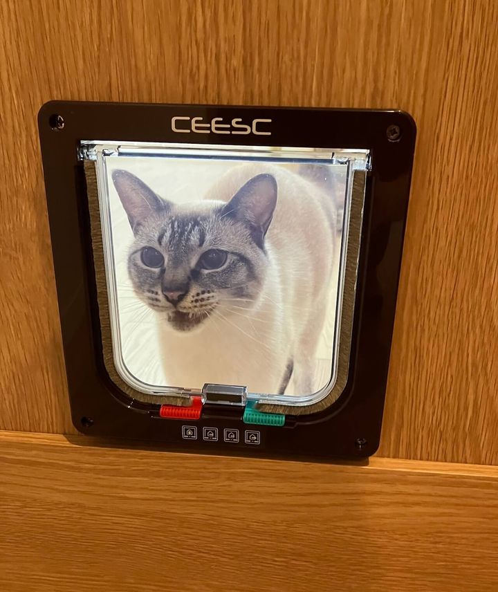 猫ドアを開け方が分からなくて助けを呼ぶ猫ちゃん