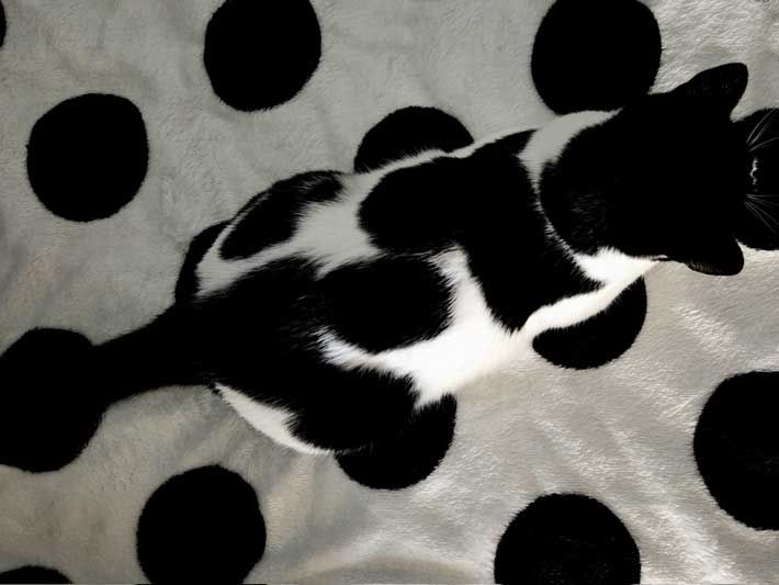 家の中で行方不明になる」 猫とブランケットの写真に「素敵な柄
