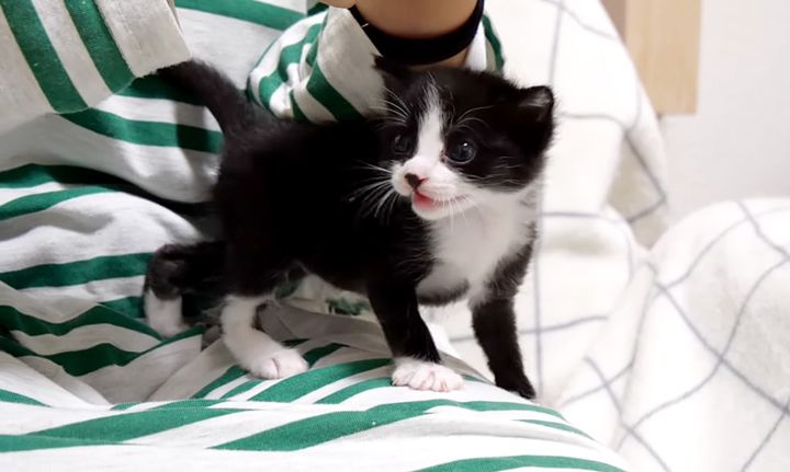 ミルクが飲みたい子猫