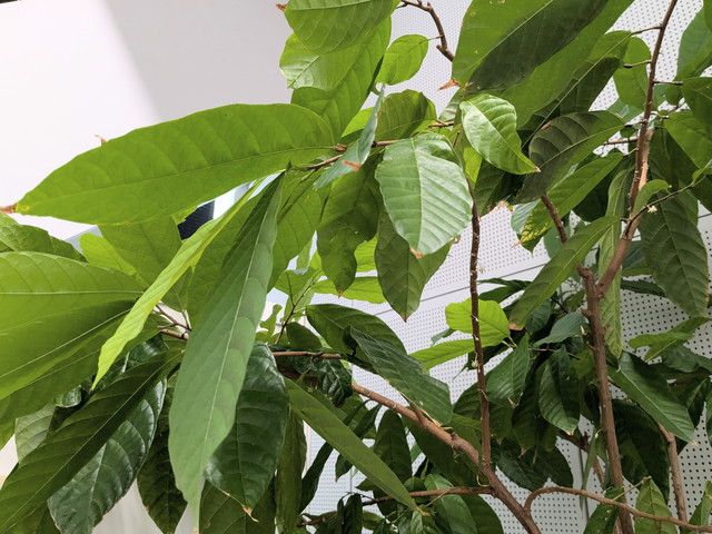 1チョコ for 1スマイル