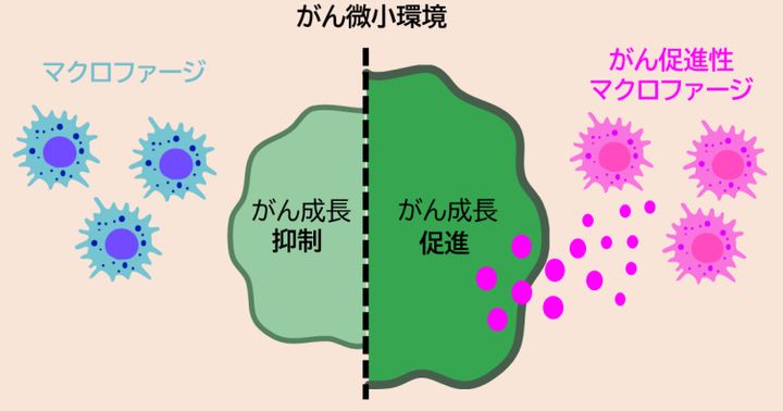 がんを取り巻く免疫細胞は敵か味方か