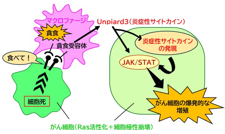 免疫細胞が『掃除屋』から『がんの味方』へ