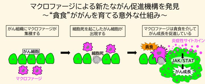 がん細胞は「死んだ仲間」が免疫細胞に食べられると増殖する