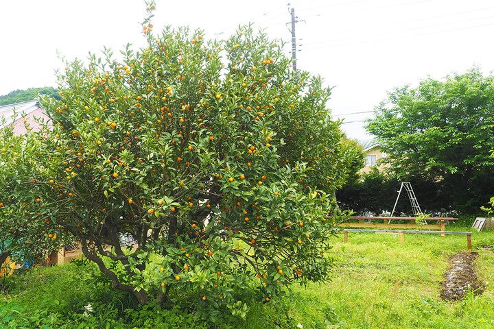 神奈川・足柄の里山でからだ想いのランチを♪ 涼やかな木漏れ日のテラスがある築100年の隠れ家カフェ「cafe だいず」オープン