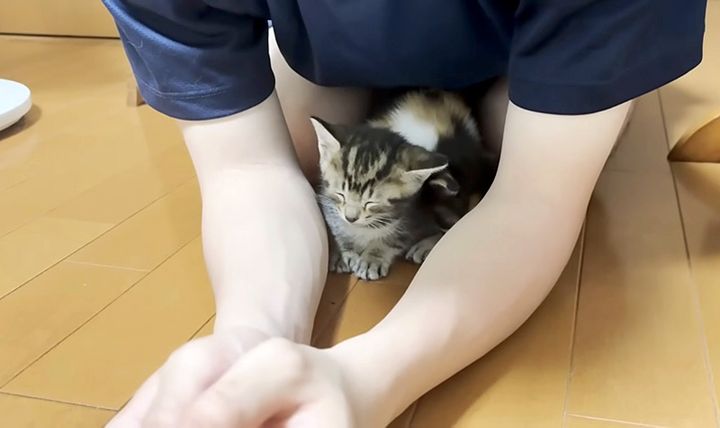 腕の中でウトウトする子猫
