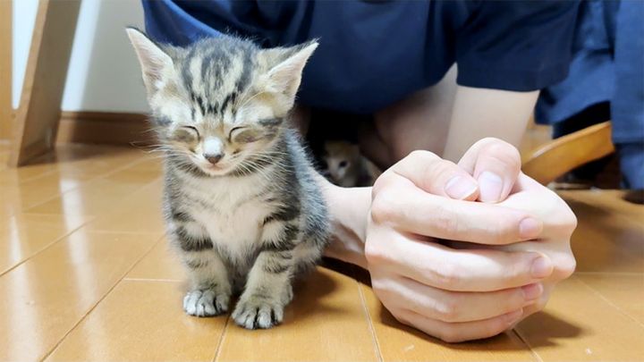 座ったままウトウトする子猫