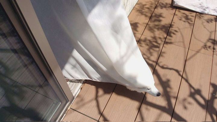 鼻先が...（画像はくーさんママ＠kukuri_shibainuさんの投稿より）