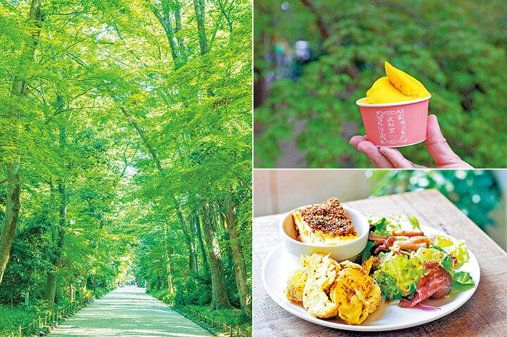 京都よりみちこみち 下鴨本通【後編】