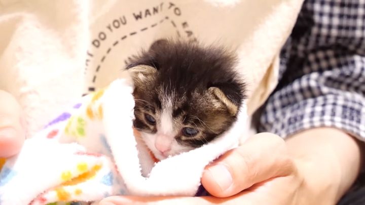 毛布の中で大人しくなる子猫