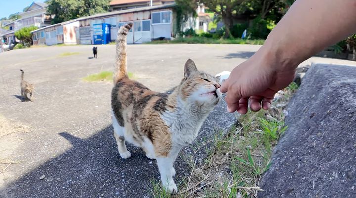 次々と集まってきた猫達