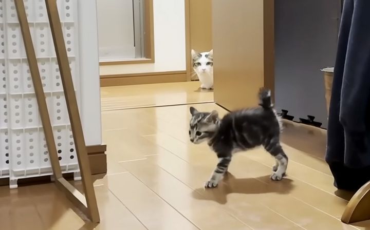 保護子猫が気になる猫