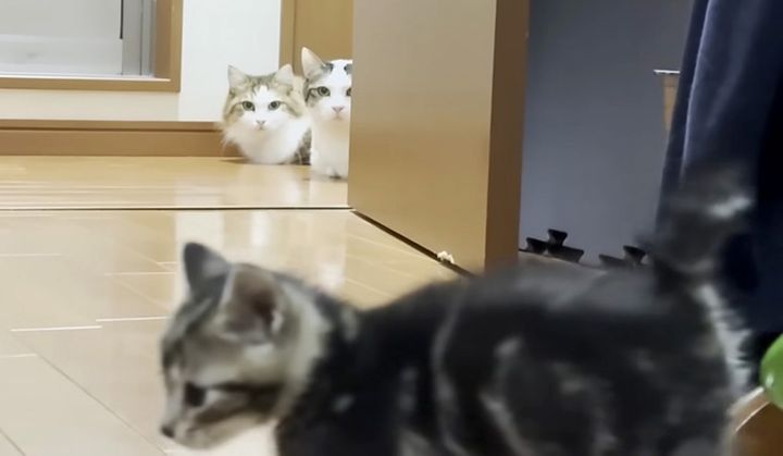 保護子猫が気になる猫達