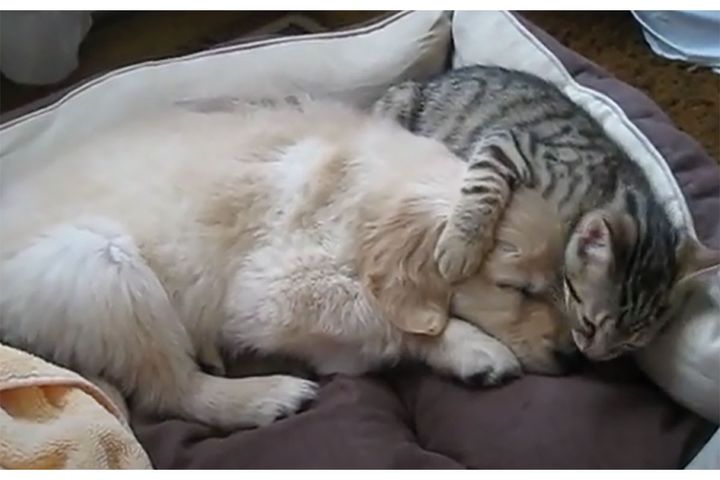 すやすやと眠る子犬に寄り添う猫さん