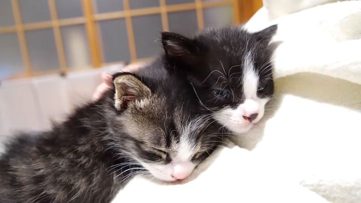 眠りに落ちていく子猫達