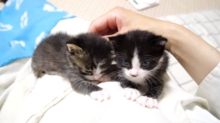 抱っこをおねだりする子猫達