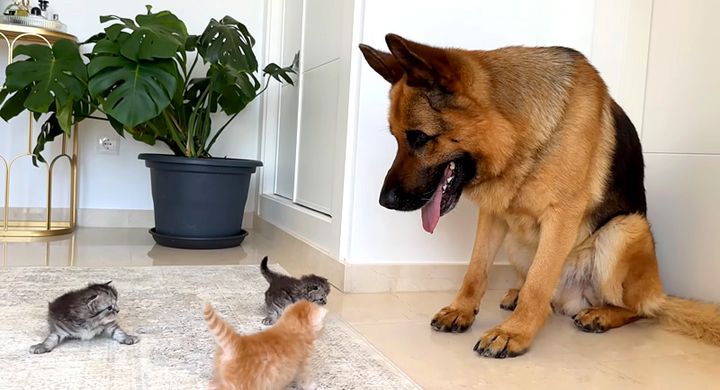 子猫達が気になる犬