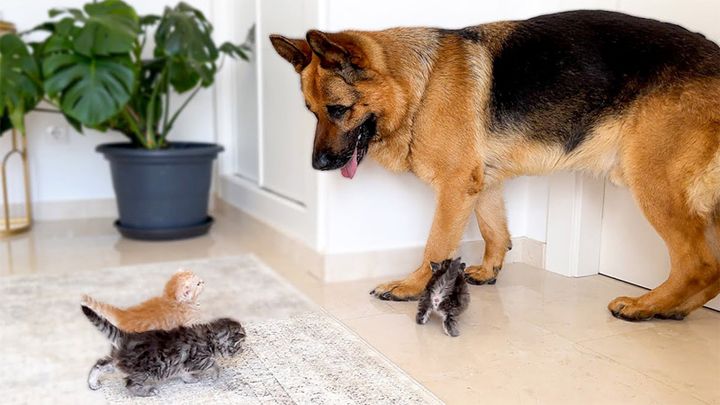 子猫達に突撃される犬