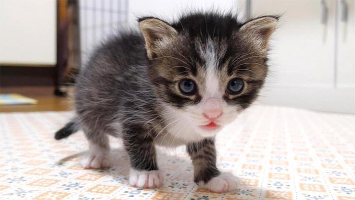愛らしい足取りの子猫