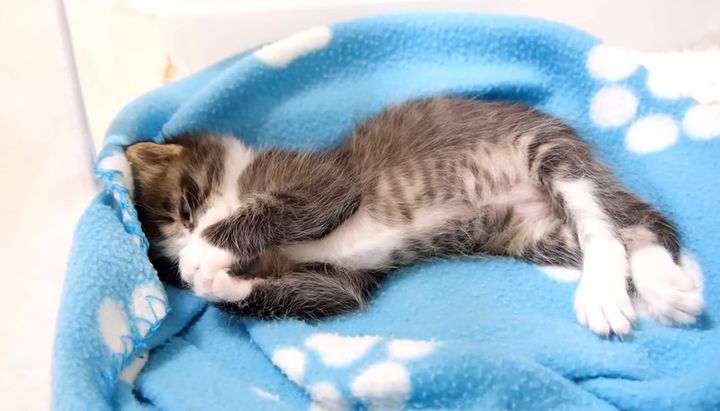 エアーミルクをする子猫