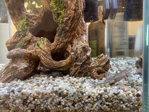 Casetta７０７６の水槽