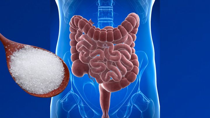 人工甘味料は敵か味方か？「腸内細菌－代謝物－免疫」の最新研究が示す未来