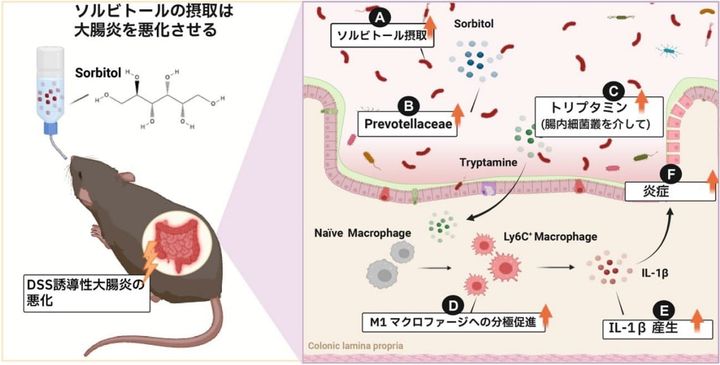 大腸まで分解されない人工甘味料が問題となっている