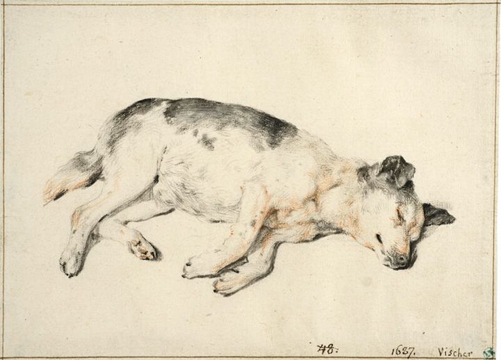 コルネリス・フィッセル 《眠る犬》 17世紀半ば頃 スウェーデン国立美術館蔵 ©Hans Thorwid/Nationalmuseum 2009