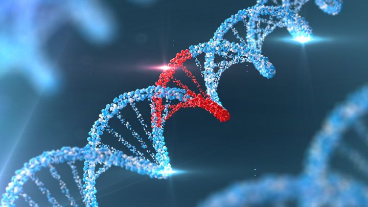 ネアンデルタール人の設計図でマウスに意外な変化