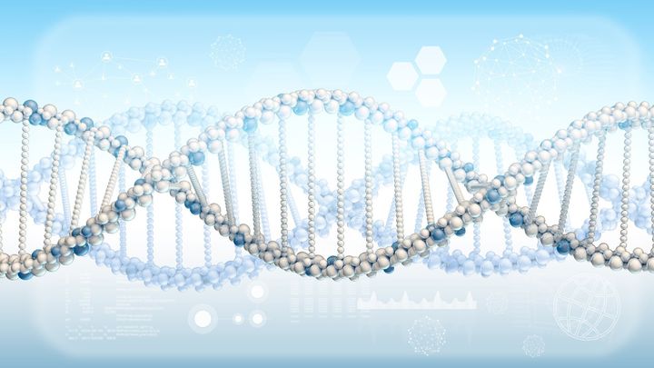現代マウスの骨格が「ネアンデルタール風」に変化した理由