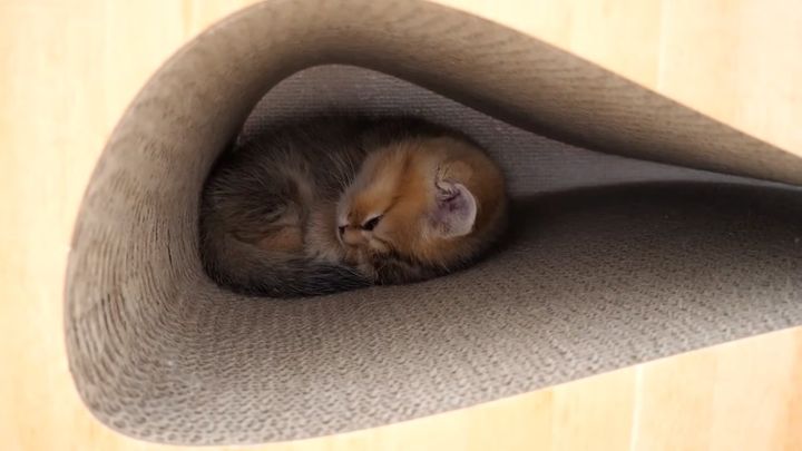 眠る子猫