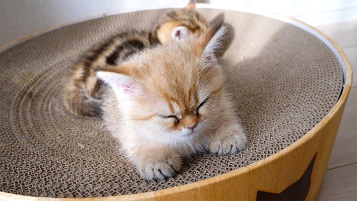 眠る子猫