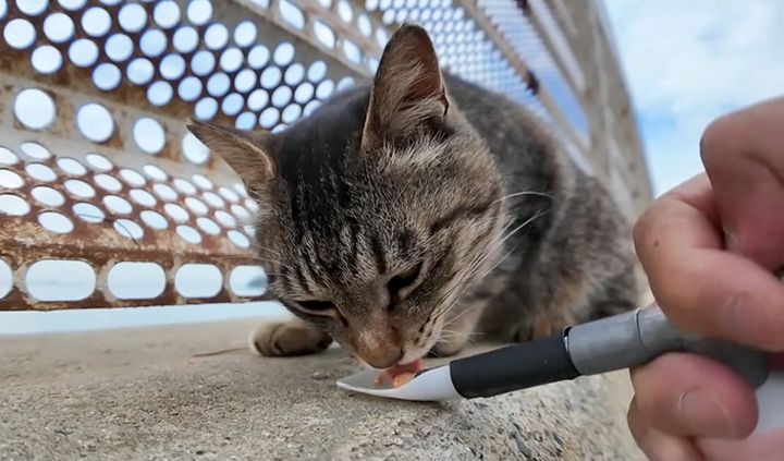 ちゅ〜るを食べる猫
