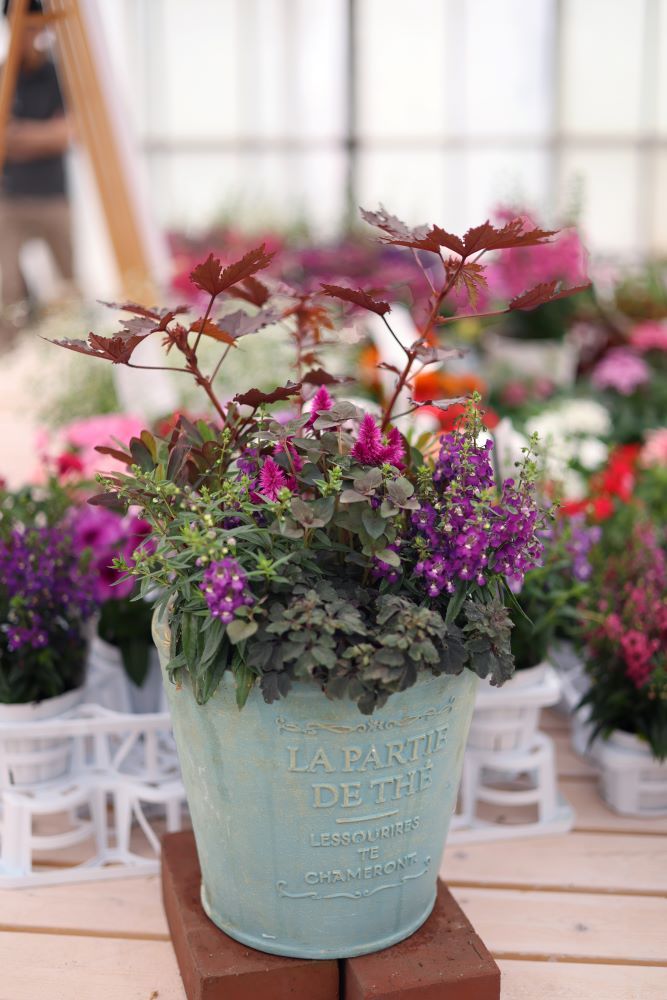 アンゲロニアの寄せ植え実例