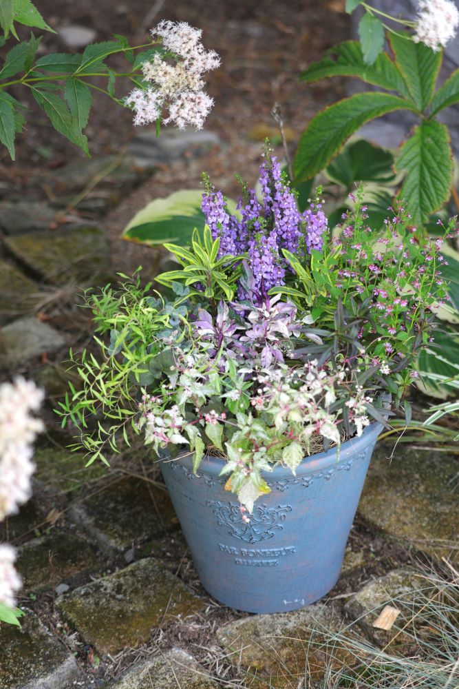 アンゲロニアの寄せ植え実例