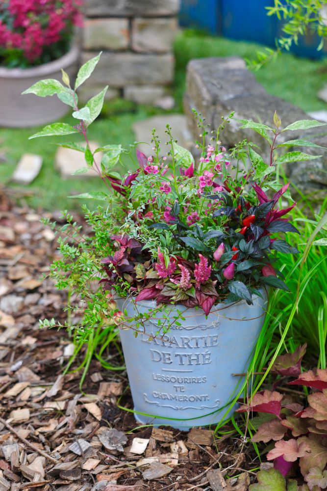 アンゲロニアの寄せ植え実例