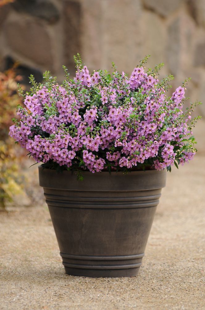 アンゲロニアの手入れ