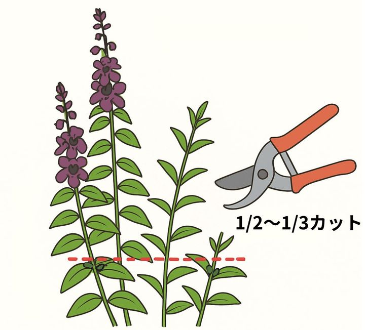 アンゲロニアの切り戻し