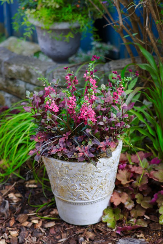 アンゲロニアの寄せ植え実例