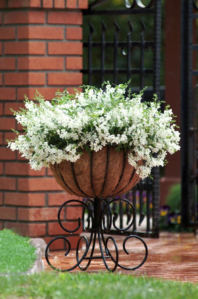 アンゲロニア‘エンジェルミスト スプレディングホワイト’