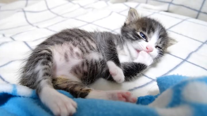 毛づくろいする子猫