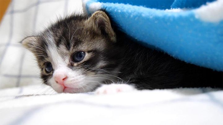 寝ぼけまなこの子猫