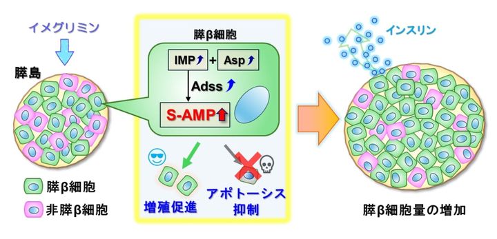 膵β細胞再生に重要な「S-AMP」を特定