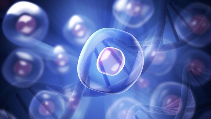 糖尿病は膵β細胞の「過労死」――なぜ細胞を増やす治療が必要なのか