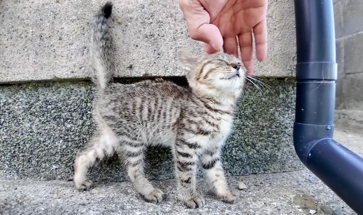 ナデナデされる子猫