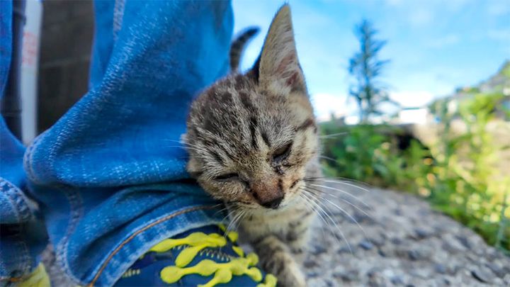 足にスリスリする子猫
