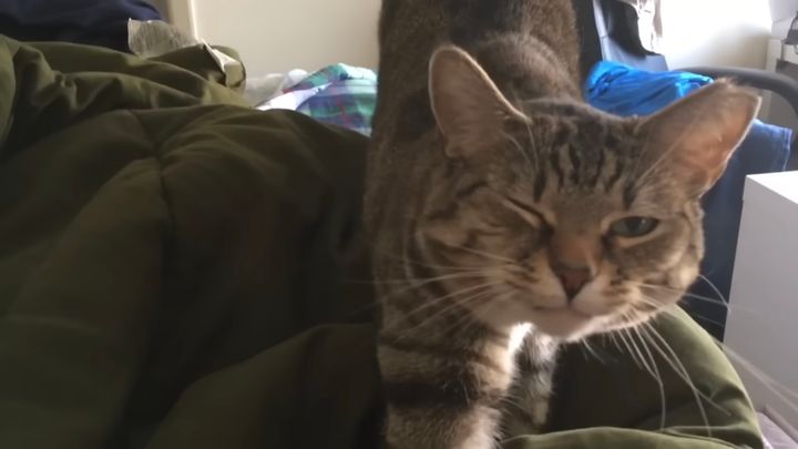 おなか空いた？を絶対に聞き逃さない猫、溢るる思いを鳴き声に乗せ