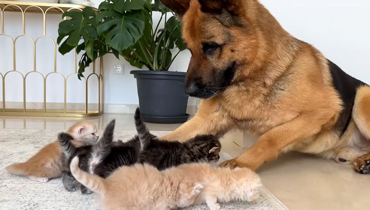 犬に突撃する子猫達