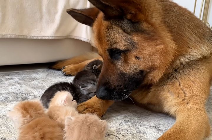 仲良しな犬と子猫達