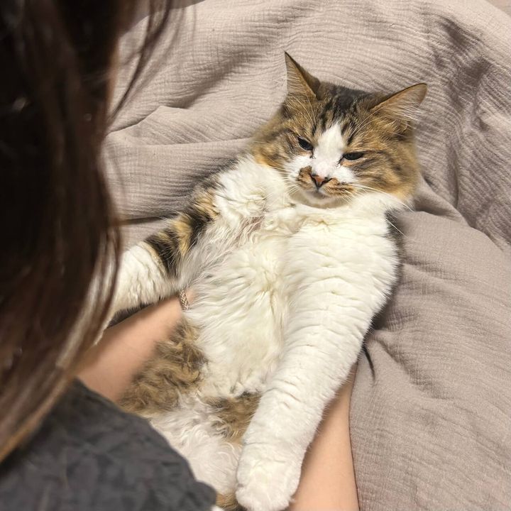 人間が大好きな猫のほたてくん