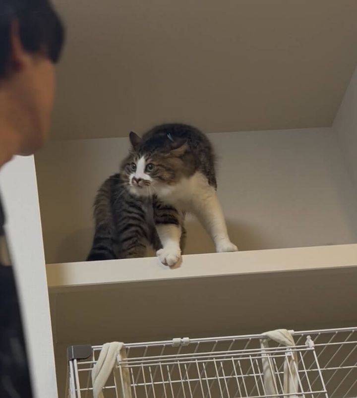 すれ違い様にやんのかポーズをする猫ちゃん
